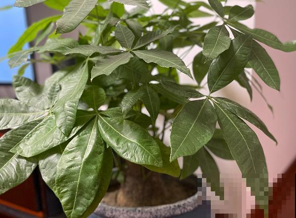 家中养花，就选这4种富贵花，能给家里“添财气”