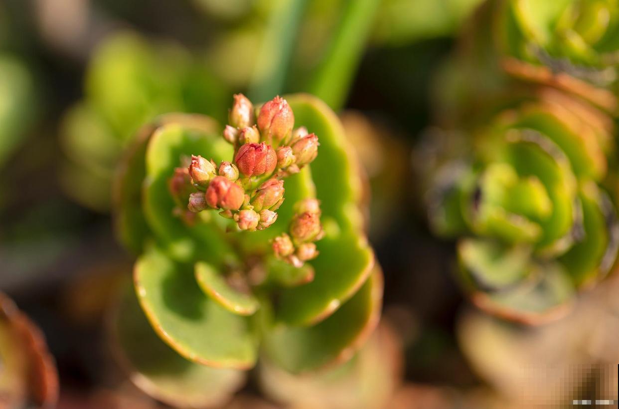 长寿花怎么养 长寿花怎么养
