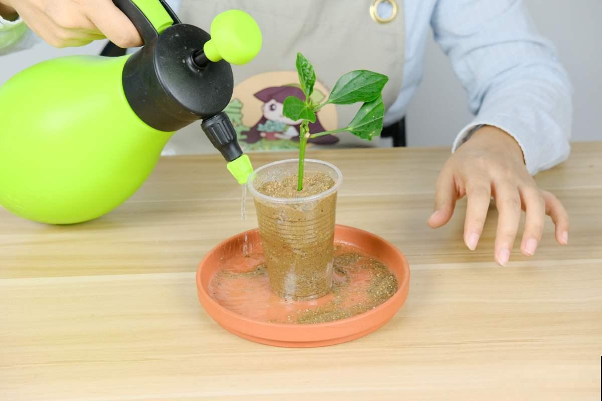 夜市15块钱的花，怎么保存最长久，试试这五种小妙招