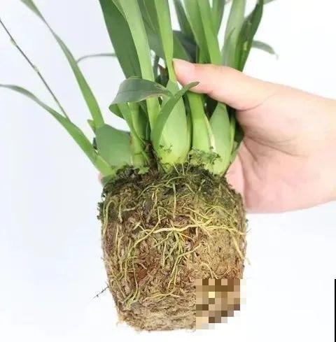 秋天在家养盆“香香花”，满屋子香味，还特耐寒