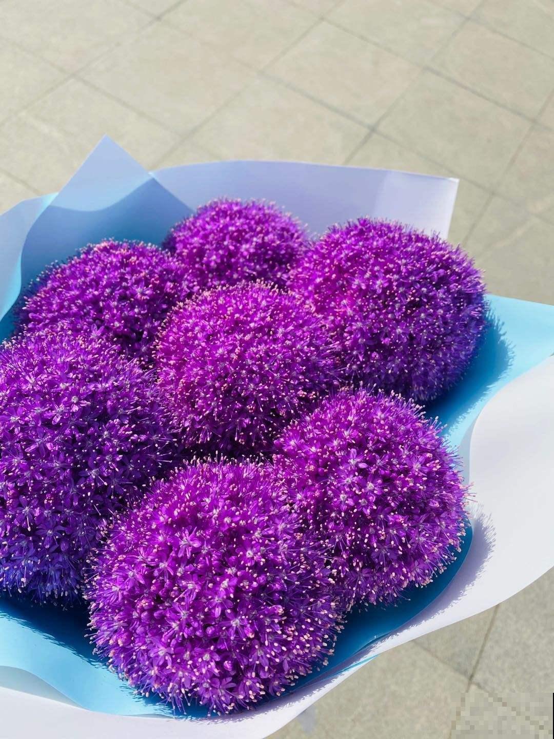 “大葱”开出的花球,一朵比脸还大,活像一根棒棒糖 “大葱”开出的花球,一朵比脸还大,活像一根棒棒糖