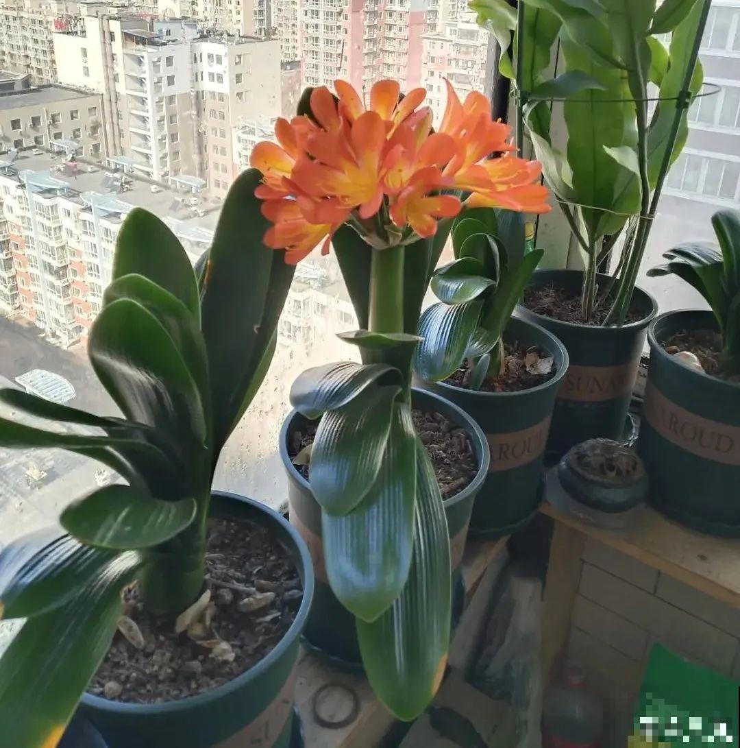 端庄好看的君子兰，适合过年养，寿命长，能活几十年