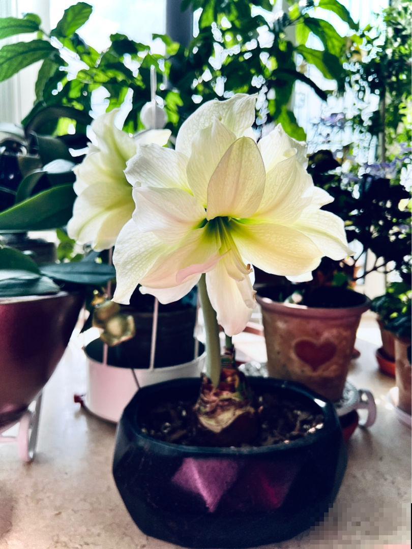 朱顶红被叫作“注定红”,养一棵在家里红红火火,家宅兴旺 朱顶红被叫作“注定红”,养一棵在家里红红火火,家宅兴旺