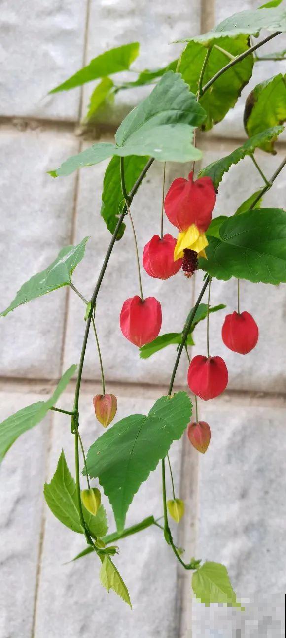 1种花俗称“摇钱树”，满盆长满小元宝，大吉大利，好看吉祥！