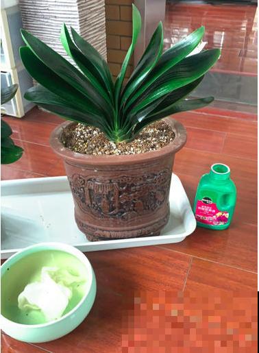 生活中的垃圾，却是养花好材料，千万别扔！