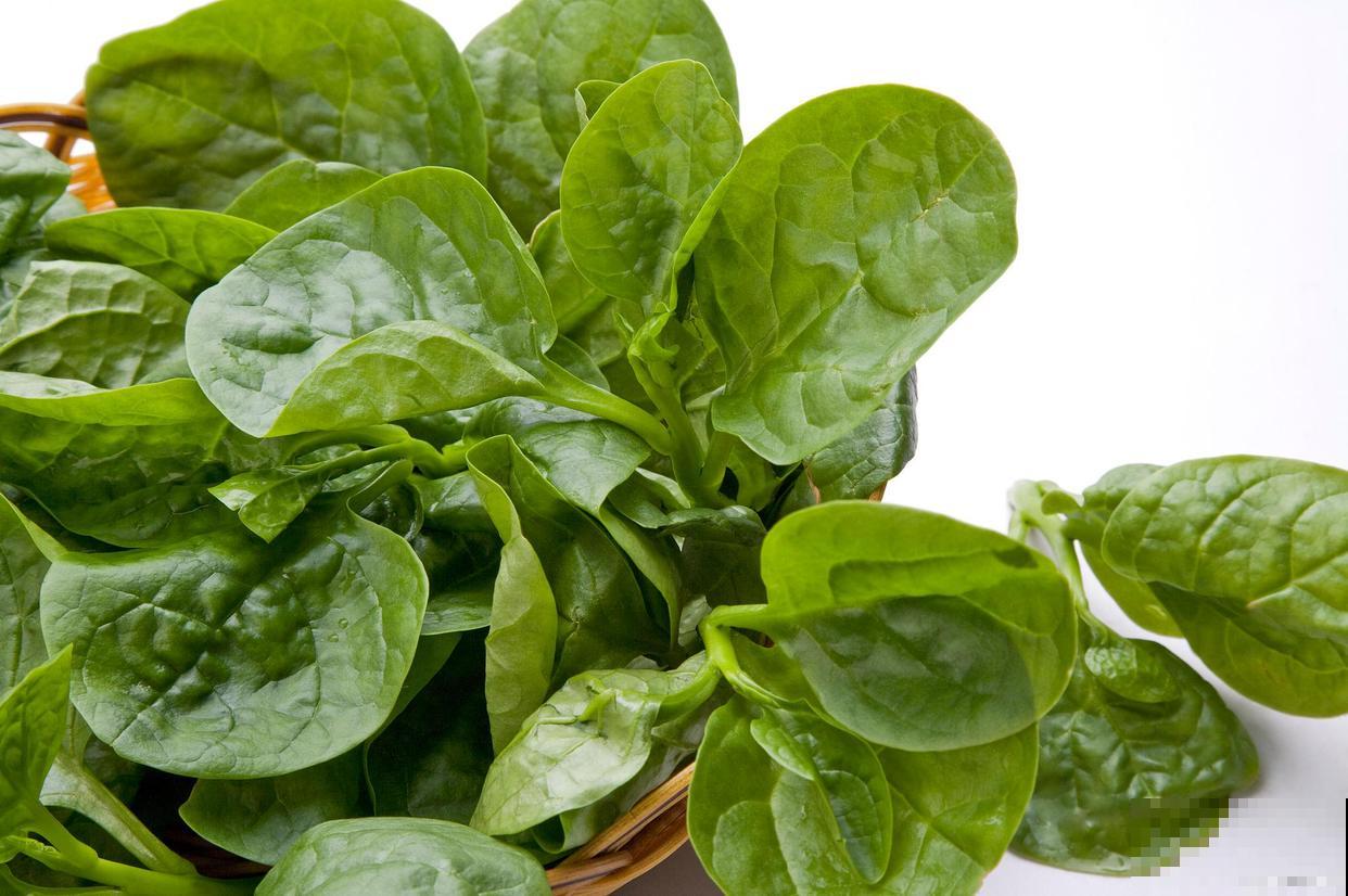 木耳菜什么时候种植，怎么操作