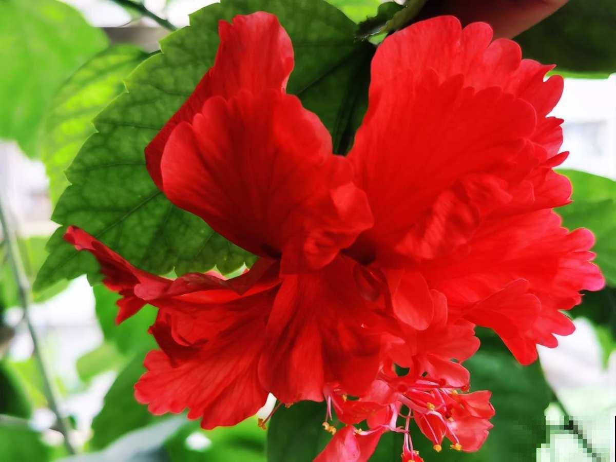 养花等级对照表，“十级”的人太少，6级以上就是“花痴”