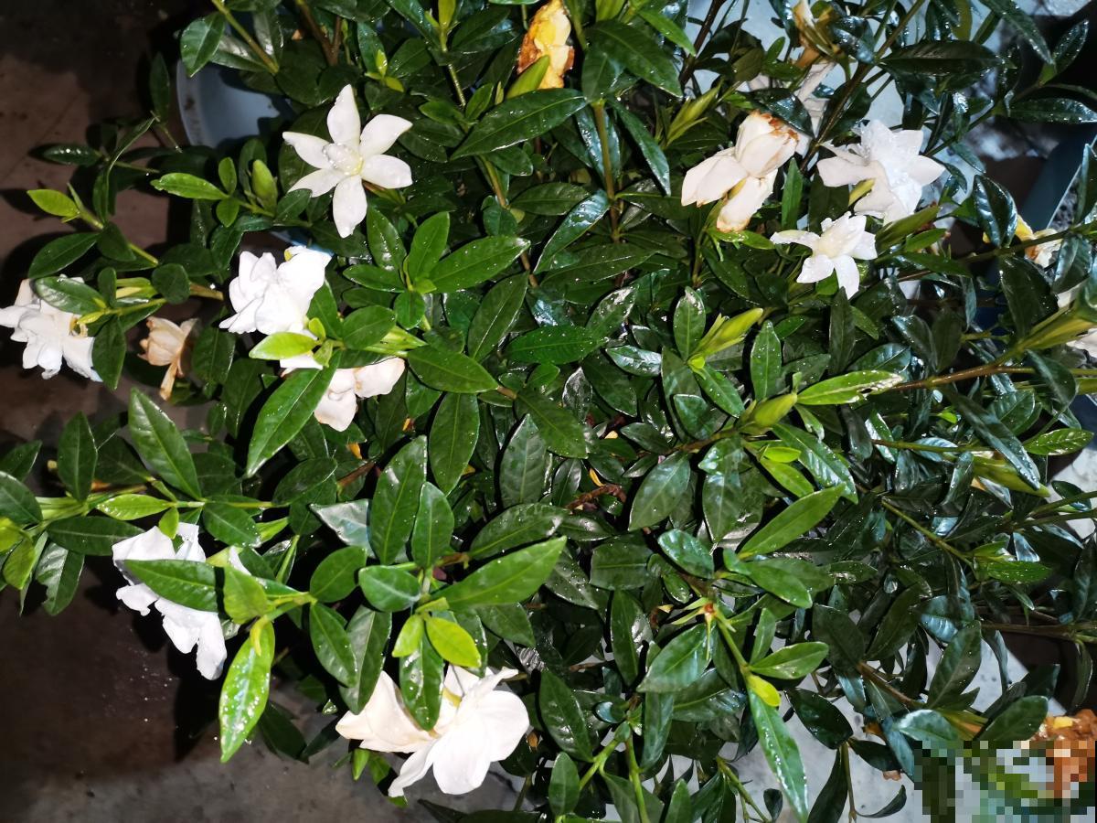 4种“仙女花”爱吃醋，半个月喂一勺，叶子油亮花苞呼呼冒