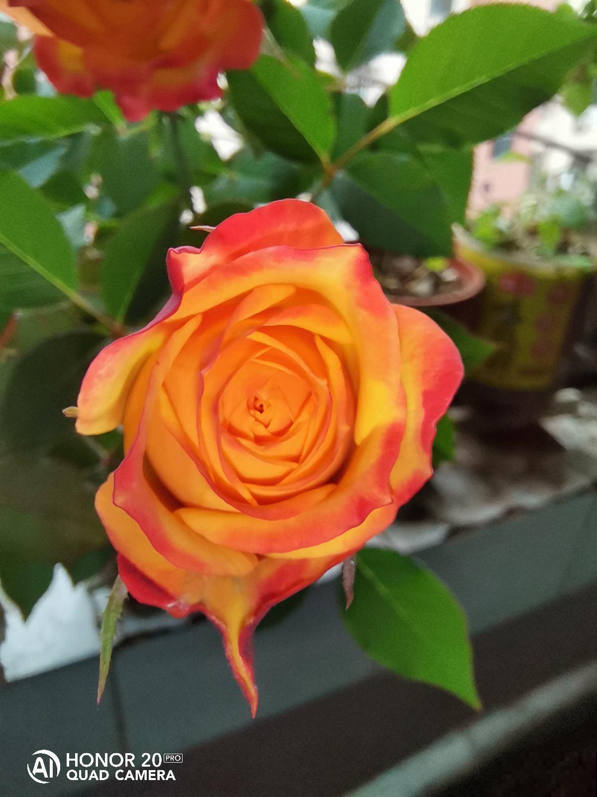 冬天给花剪一刀，来年花朵蹭蹭冒，越长越旺