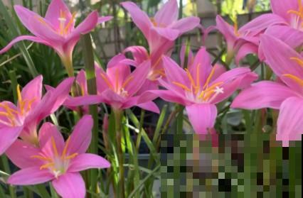 蟹爪兰、长寿花僵苗,必须掐几下,重新换盆养! 蟹爪兰、长寿花僵苗,必须掐几下,重新换盆养!