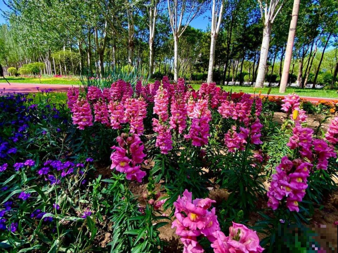 7种花养在家,可爱又个性,开花像小动物 7种花养在家,可爱又个性,开花像小动物