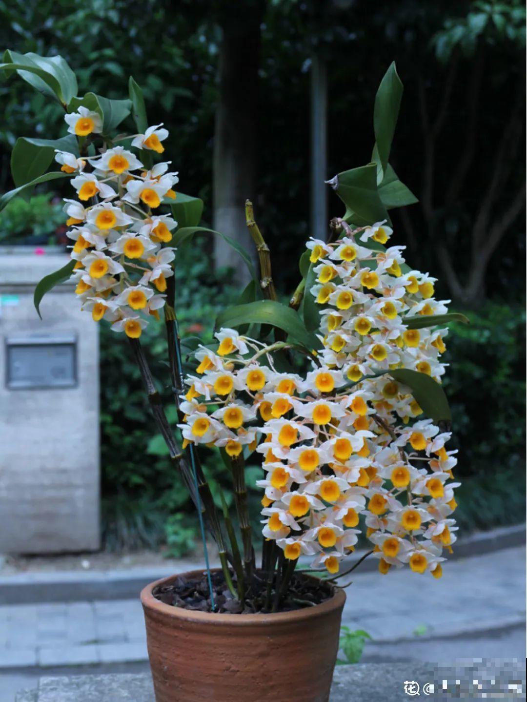 人养花，花也养人，家里养这10种花，越养越健康