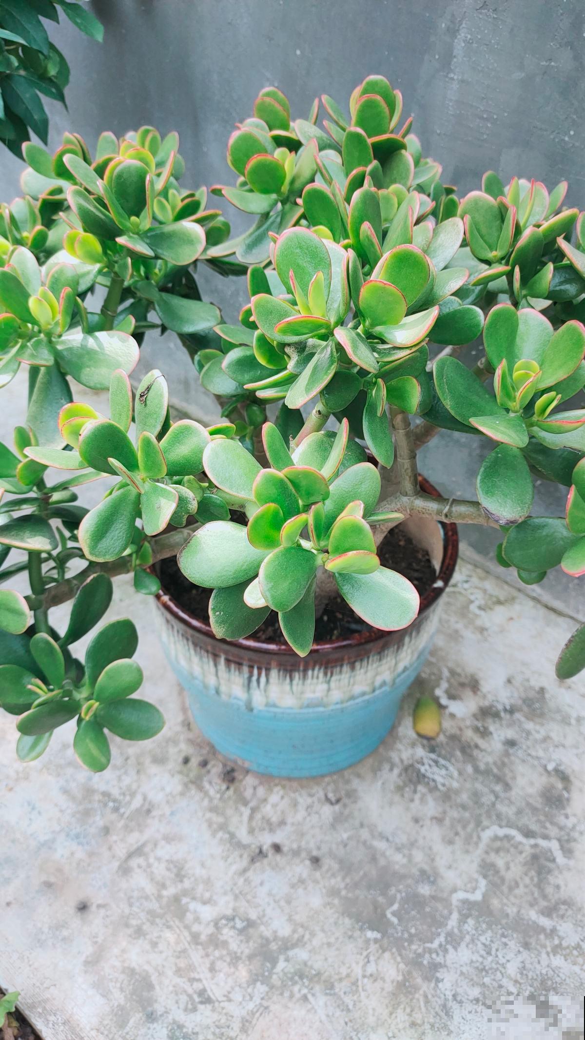 “吉树入吉宅,富贵自然来”,家里的6种树类盆栽,好看又吉祥 “吉树入吉宅,富贵自然来”,家里的6种树类盆栽,好看又吉祥