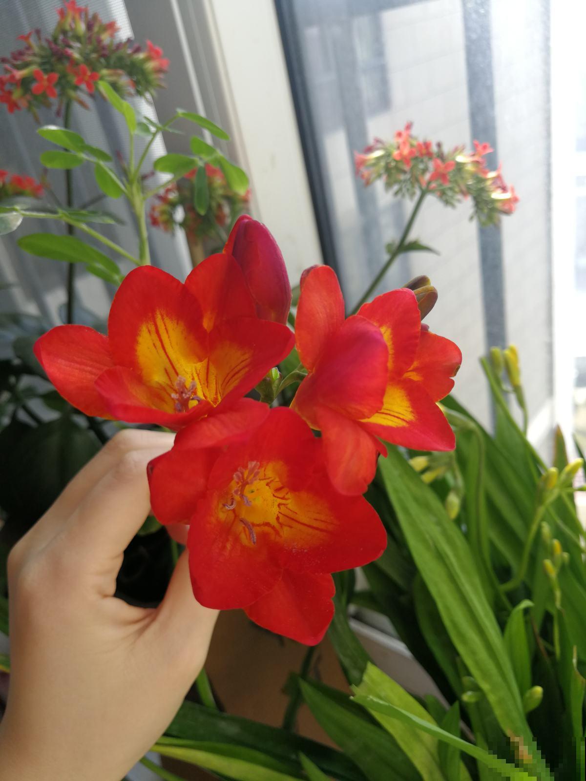 冬天养1种“香水花”,比绿萝好养,开花成“彩虹”,满屋子香味 冬天养1种“香水花”,比绿萝好养,开花成“彩虹”,满屋子香味