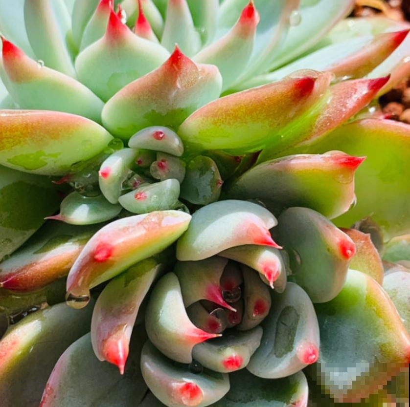 家里养的“肉墩子”,掐个叶子就能活,1盆能变10多盆 家里养的“肉墩子”,掐个叶子就能活,1盆能变10多盆