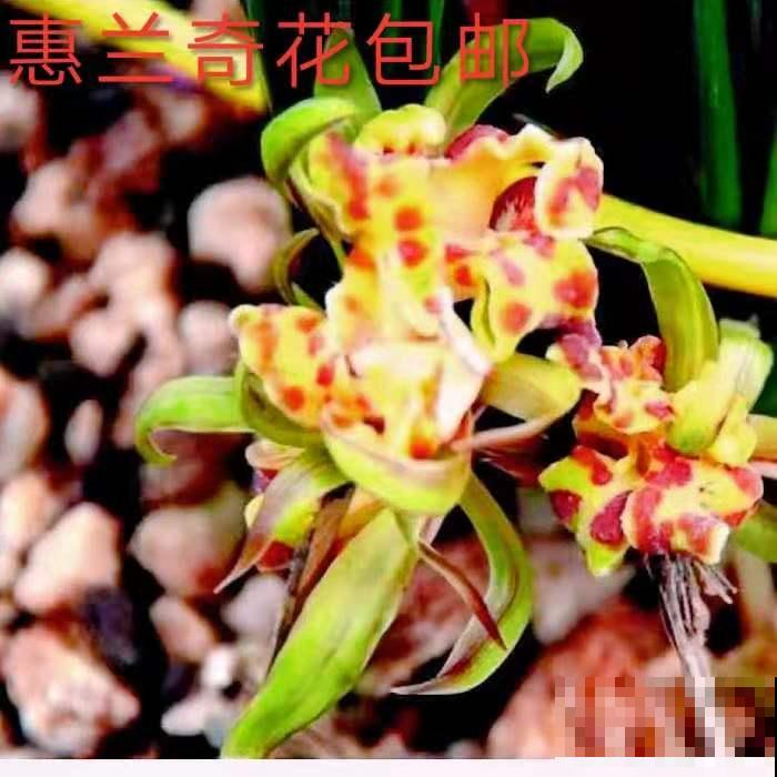 不怕冷的花，零下15度也能长得旺，冬天养正合适