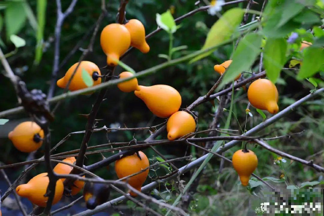 6种植物挂满果子,喜庆热闹,半年都不掉 6种植物挂满果子,喜庆热闹,半年都不掉