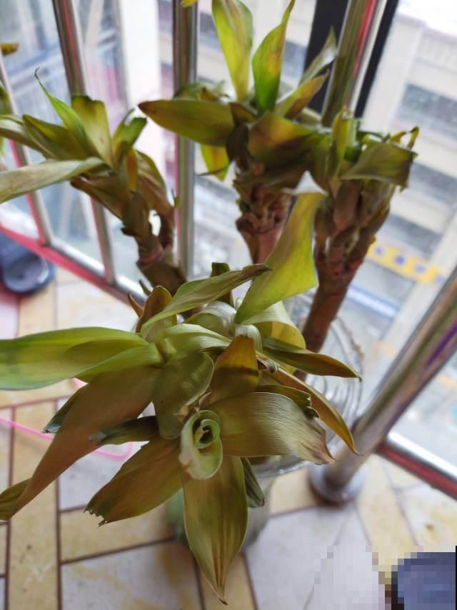 天气大降温,赶紧把花搬进屋,不然多肉都冻成“饺子馅” 天气大降温,赶紧把花搬进屋,不然多肉都冻成“饺子馅”