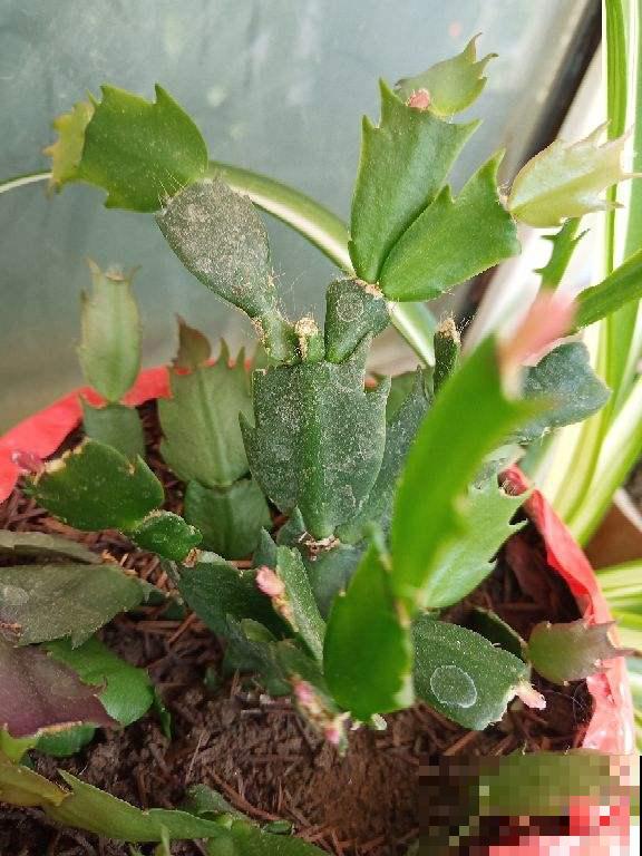 蟹爪兰扦插,竟然靠一把梳子就可以 蟹爪兰扦插,竟然靠一把梳子就可以