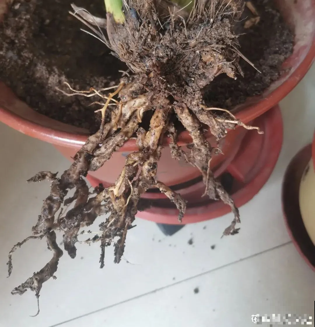 冬天养花注重养根,6个养根方法,学会很重要 冬天养花注重养根,6个养根方法,学会很重要