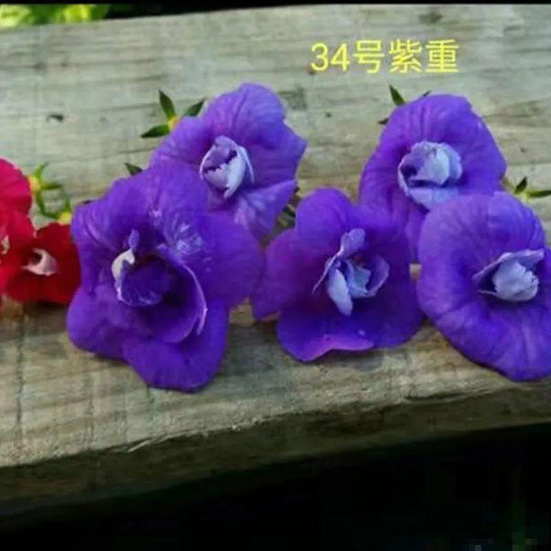 长筒花是“室内花量王者”，没光也能开爆盆，阳台党福音