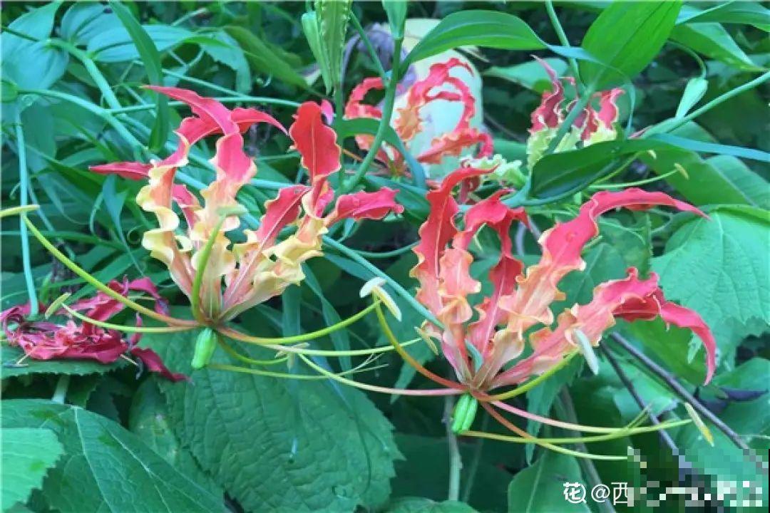 “寿命长”的10种花,寓意好,格调高,老人见了眉开眼笑! “寿命长”的10种花,寓意好,格调高,老人见了眉开眼笑!