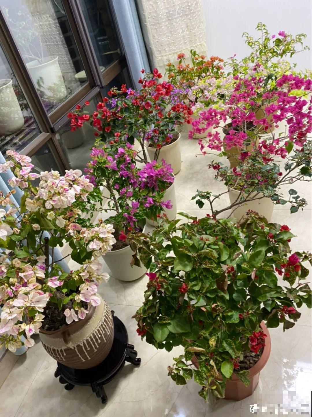 9种花特怕冷,现在赶紧套个袋,保暖很重要 9种花特怕冷,现在赶紧套个袋,保暖很重要