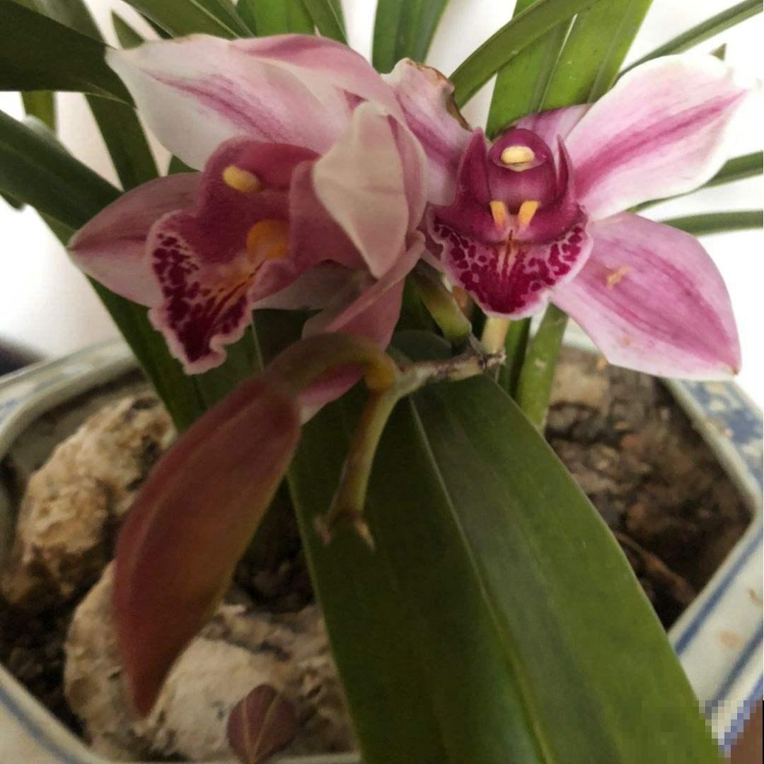 退休老人都爱的花，关键是好养爱爆盆，开花雍容还富贵