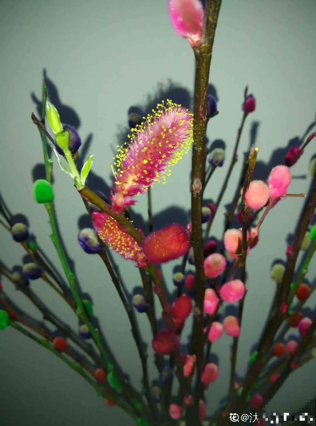 “家有银柳，越过越有”，当之无愧的“旺财花”，年前必须安排