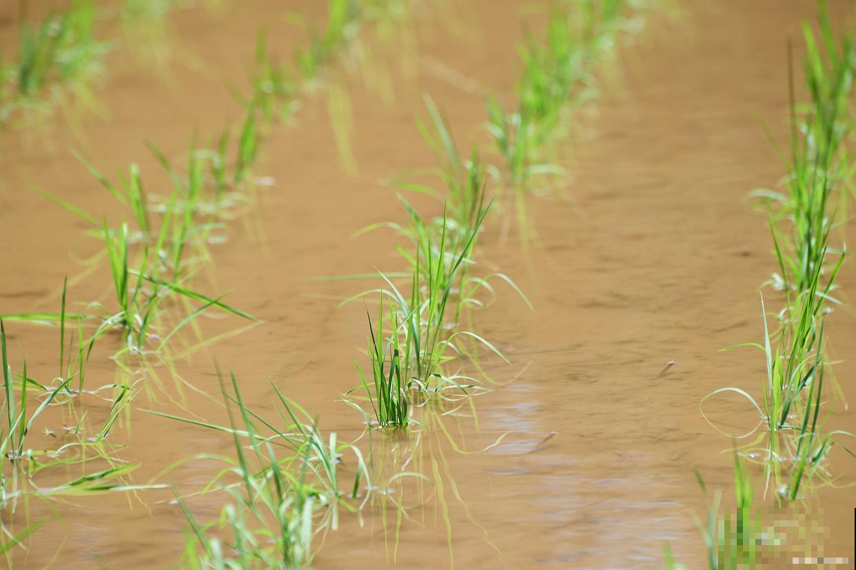 木耳菜什么时候种植,怎么操作 木耳菜什么时候种植,怎么操作