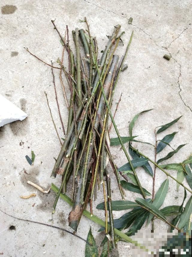 家里的“垃圾”留下，拿来养花效果好，颜值超高