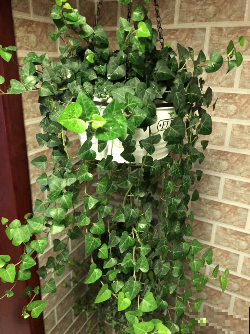 辛苦养的花，都让老公抽烟给“霍霍”了，真是没少吵架