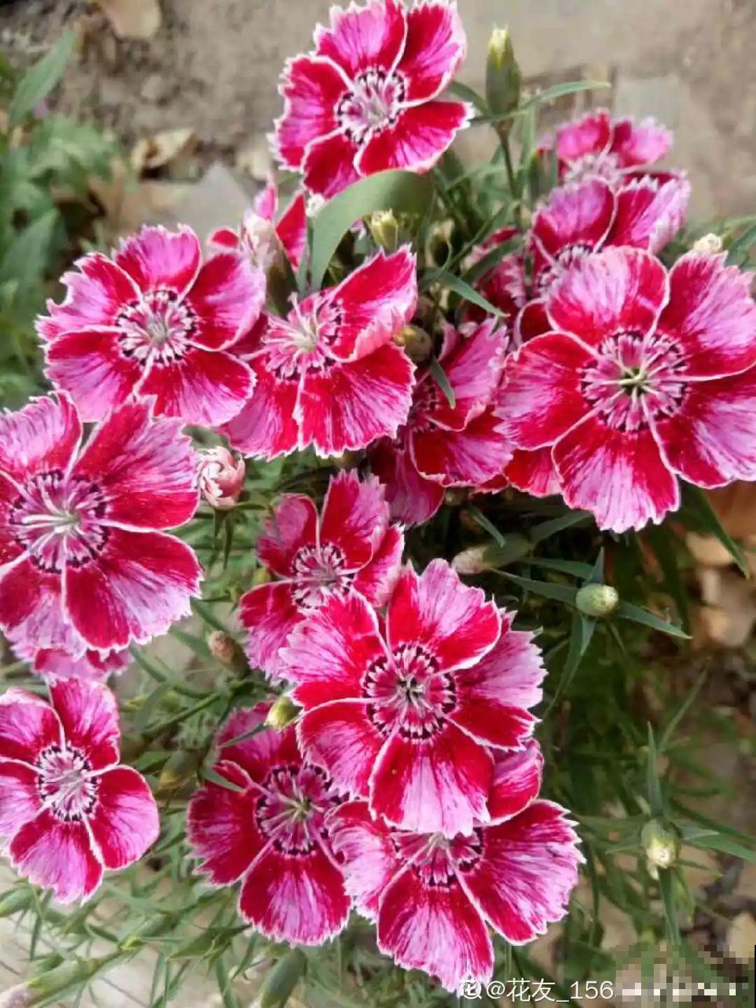 秋天必养的12种花，不用扦插，3个月爆开满盆花！