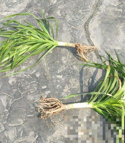 东北花虽少，但中草药一抓一大把，价值一下子就上去了