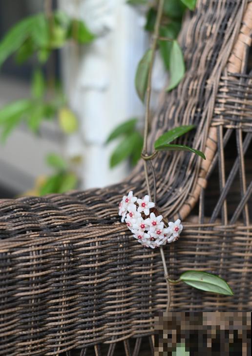 爱“攀爬”的4种花,开花节节高,家里也能变花园 爱“攀爬”的4种花,开花节节高,家里也能变花园