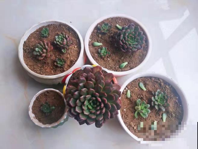 红宝石养好了，一片叶子也能变小苗，还不用操心！