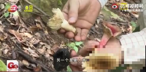 路上看见银杏果,不要捡,小心有毒! 路上看见银杏果,不要捡,小心有毒!