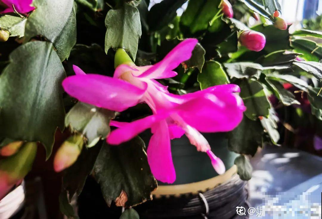 10种花冬天要施肥，不然不开花，而且活不过一年