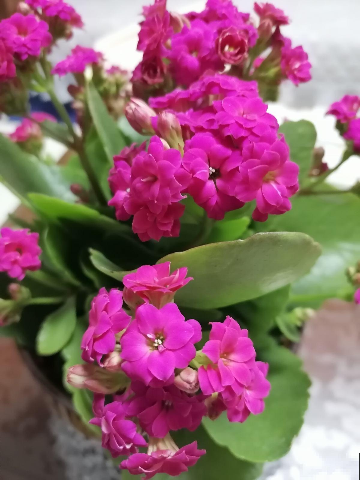 买之前嫌弃的不行,买之后开花颜值超高,这6种花越养越上瘾 买之前嫌弃的不行,买之后开花颜值超高,这6种花越养越上瘾