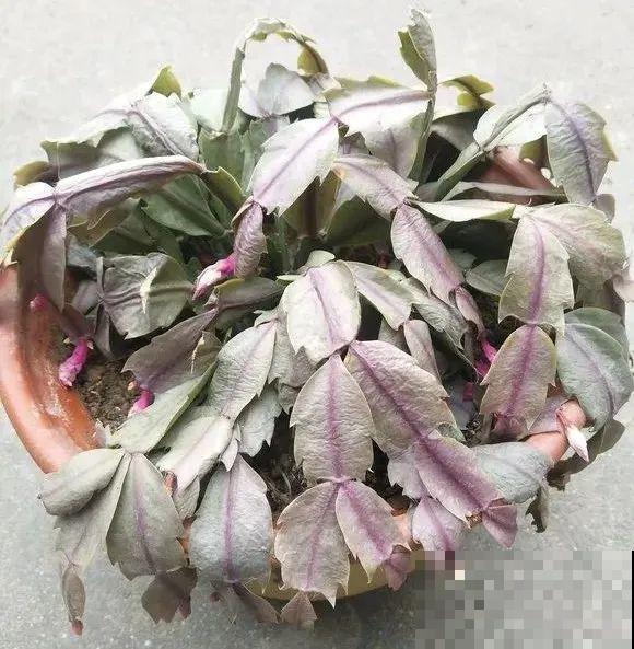 蟹爪兰软趴趴、掉花苞？它有“5怕”，避开后，叶片硬如铁！