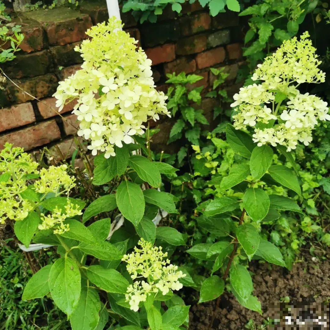1种花开花像“冰淇淋”，-20℃冻不死，种院子里真合适