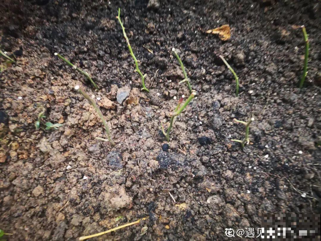 5种花,要是秋天不扦插,错过还得等1年! 5种花,要是秋天不扦插,错过还得等1年!