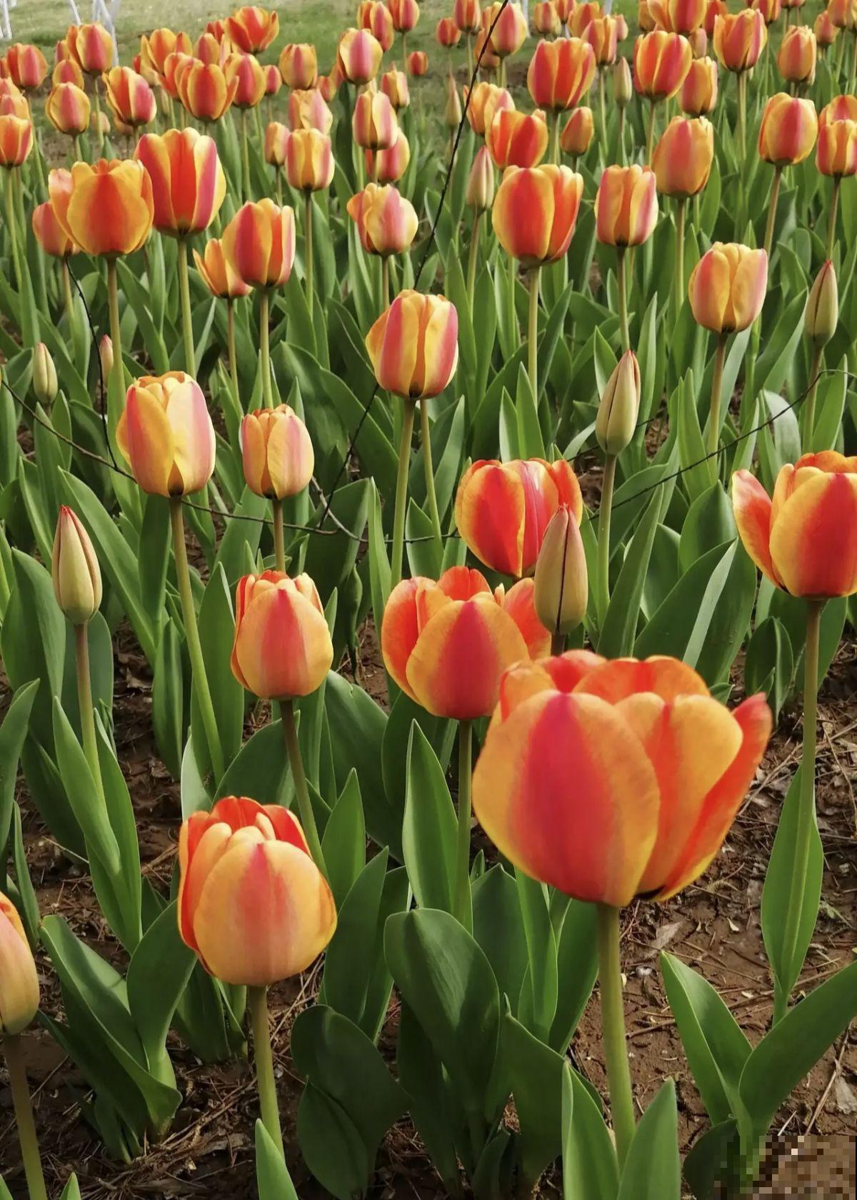 1个“洋葱球”埋土里,20天冒出“青葱芽”,一个月开花比脸大 1个“洋葱球”埋土里,20天冒出“青葱芽”,一个月开花比脸大