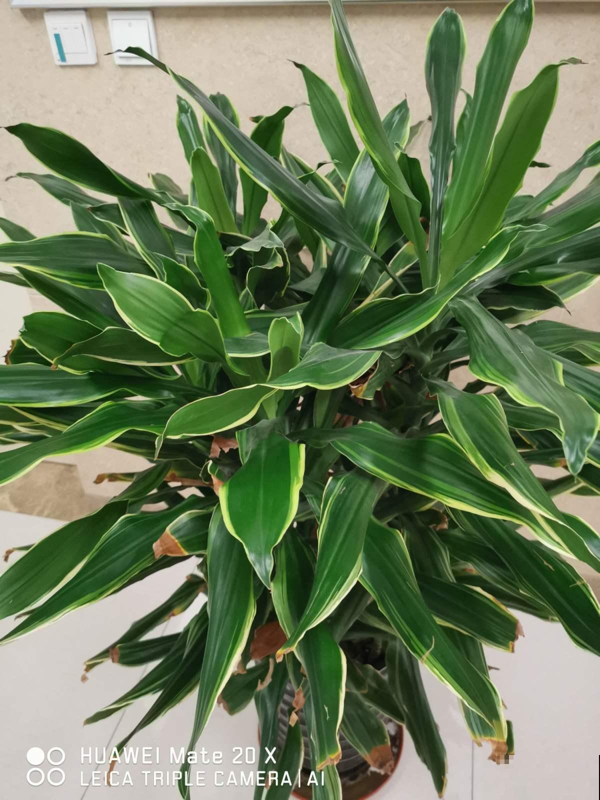 厨房里养盆花，净化空气效果好，还能赶虫子