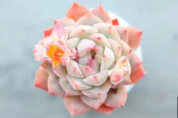 人生2大幸事：女儿和多肉，简直人生赢家