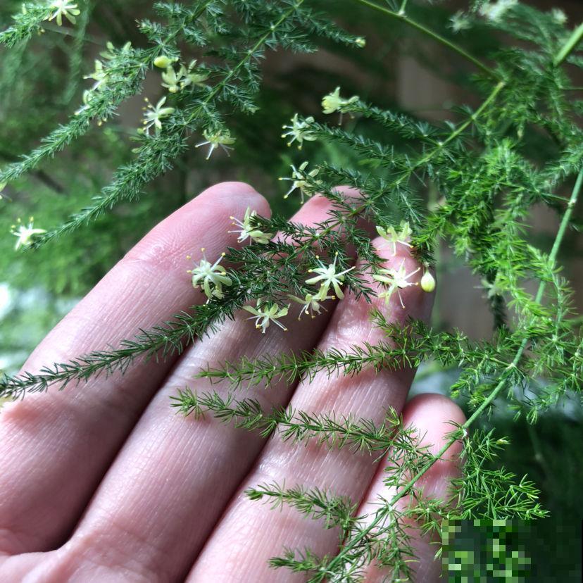 3种植物不轻易开花,一旦开花有“好兆头”,你见过几种? 3种植物不轻易开花,一旦开花有“好兆头”,你见过几种?