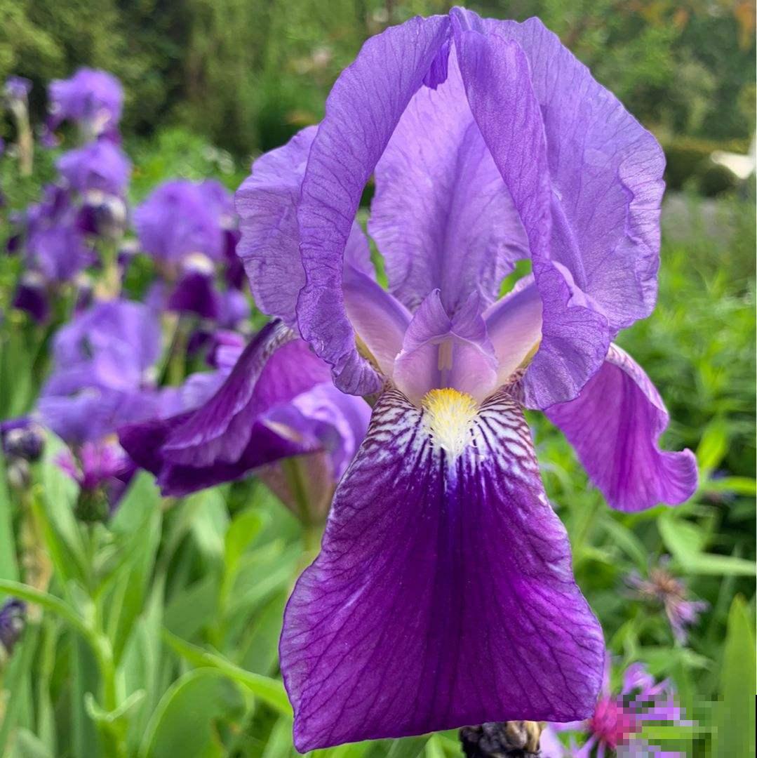 秋天土里埋个“洋葱头”，成活很容易，开出绝美花箭