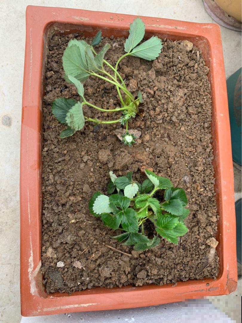 跟婆婆吵一架,婆婆死活不让孩子做农活,到底是养孩子还是养祖宗 跟婆婆吵一架,婆婆死活不让孩子做农活,到底是养孩子还是养祖宗