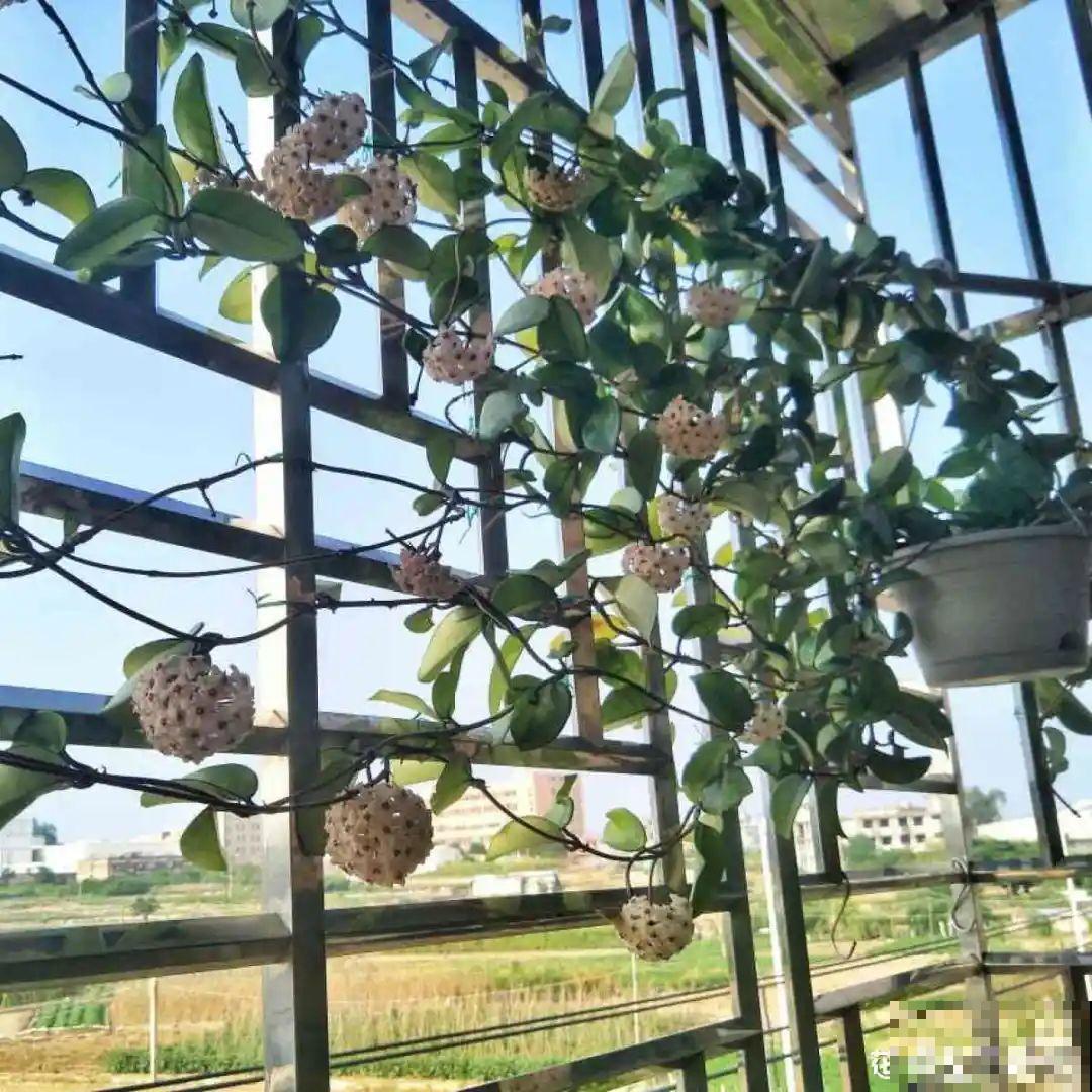 15年的君子兰，今天终于奇迹开花，开花技巧都给你！