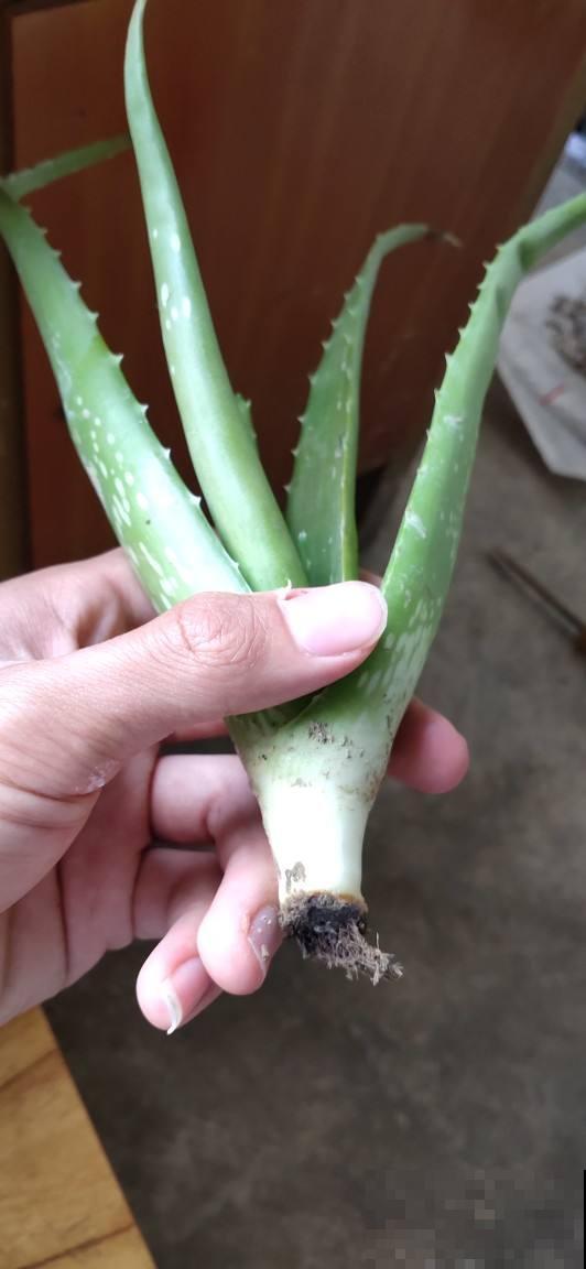 芦荟堪称“万能王”，既能食用又能美容，女人的最爱